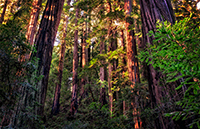 Grove of redwood trees.